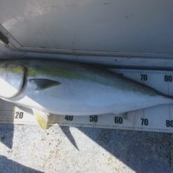 釣り船武蔵 釣果