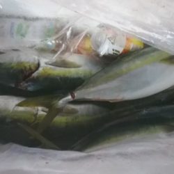 釣り船武蔵 釣果