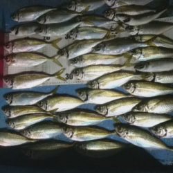 釣り船武蔵 釣果