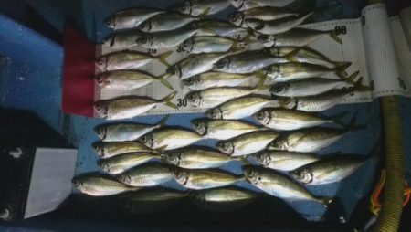 釣り船武蔵 釣果