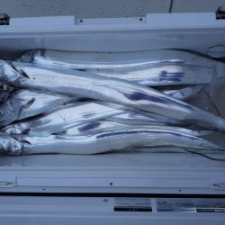 釣り船くわだ 釣果