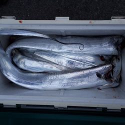 釣り船くわだ 釣果