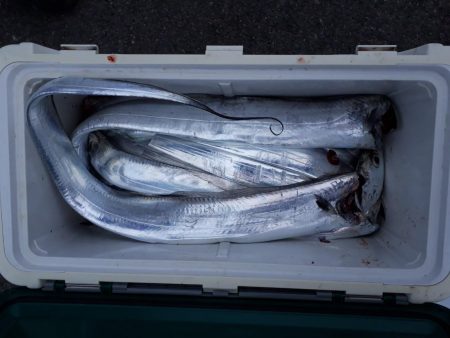 釣り船くわだ 釣果