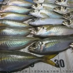 釣り船武蔵 釣果