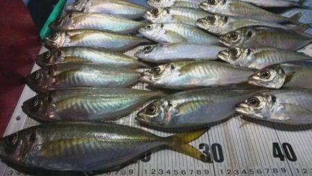 釣り船武蔵 釣果