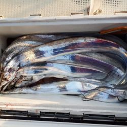 釣り船くわだ 釣果