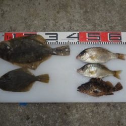 のとじま臨海公園海づりセンター 釣果