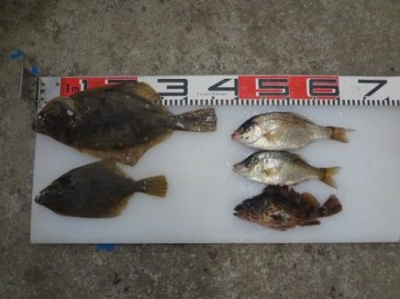 のとじま臨海公園海づりセンター 釣果