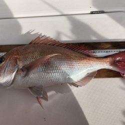 フィッシングボートACE(エース) 釣果