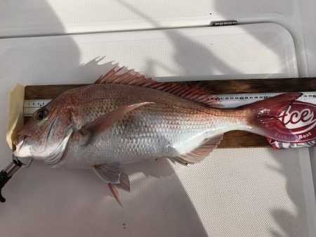 フィッシングボートACE(エース) 釣果