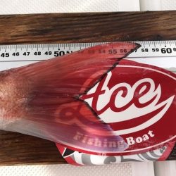 フィッシングボートACE(エース) 釣果