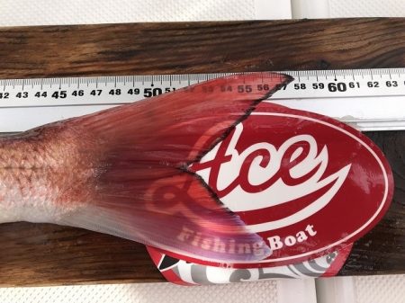 フィッシングボートACE(エース) 釣果