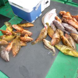 真祐丸 (しんゆうまる) 釣果