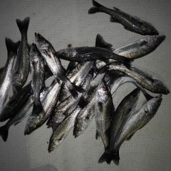 TOPGUN名古屋 釣果