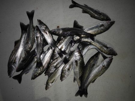 TOPGUN名古屋 釣果