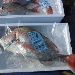 大進丸(新潟) 釣果