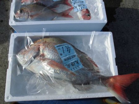 大進丸（新潟） 釣果