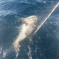 第五慶門丸 釣果