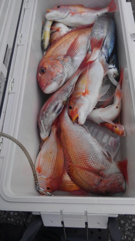 遊漁船 新鋭丸 釣果