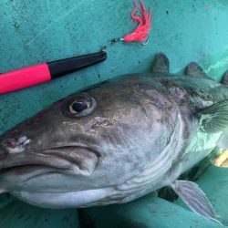 広進丸 釣果