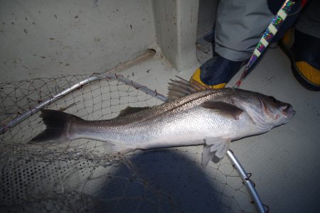 オーシャンズ　京都 釣果
