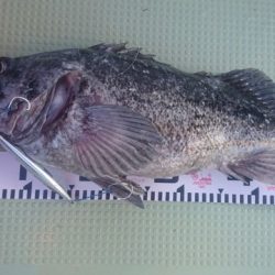 気仙沼 つり丸 釣果