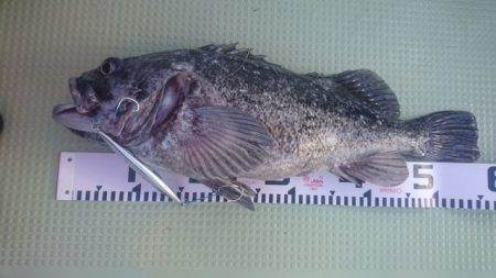 気仙沼 つり丸 釣果