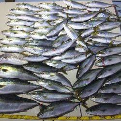 Hit Rush(ヒット ラッシュ） 釣果