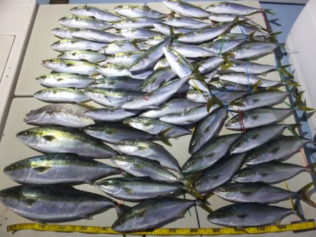 Hit Rush(ヒット ラッシュ） 釣果…