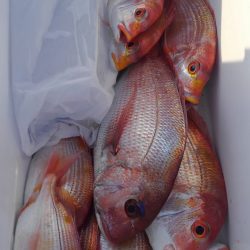 遊漁船 新鋭丸 釣果