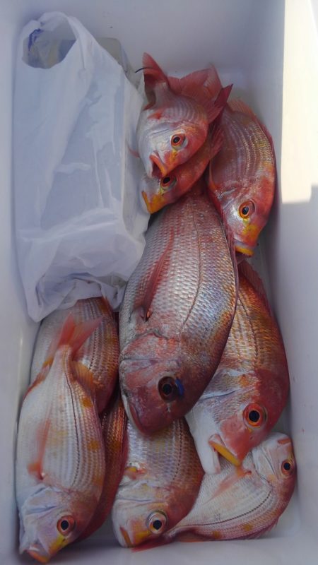 遊漁船 新鋭丸 釣果