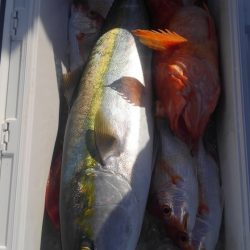 遊漁船 新鋭丸 釣果