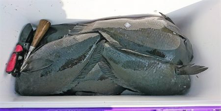 しば渡船 釣果