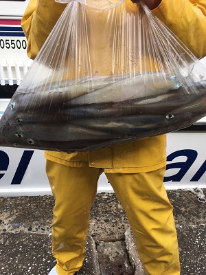 松栄丸 釣果