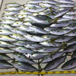 Hit Rush(ヒット ラッシュ) 釣果