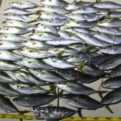 Hit Rush(ヒット ラッシュ) 釣果