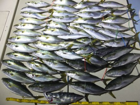 Hit Rush(ヒット ラッシュ） 釣果…