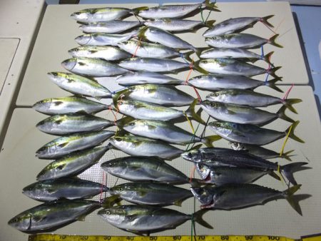 Hit Rush(ヒット ラッシュ） 釣果…