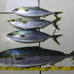 Hit Rush(ヒット ラッシュ） 釣果