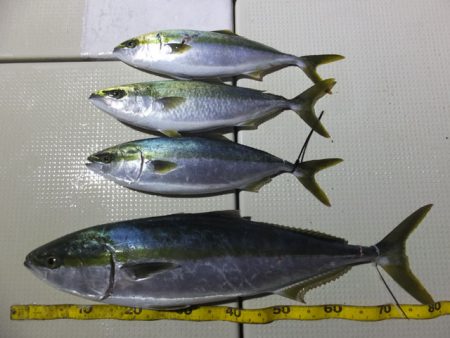 Hit Rush(ヒット ラッシュ） 釣果