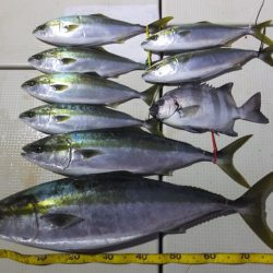 Hit Rush(ヒット ラッシュ） 釣果