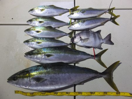 Hit Rush(ヒット ラッシュ） 釣果