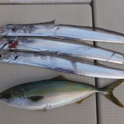 Hit Rush(ヒット ラッシュ） 釣果