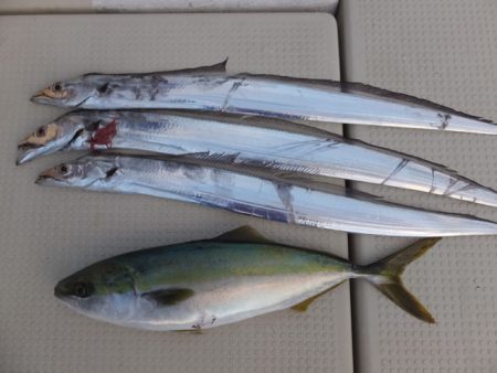 Hit Rush(ヒット ラッシュ） 釣果…