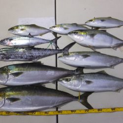 Hit Rush(ヒット ラッシュ) 釣果