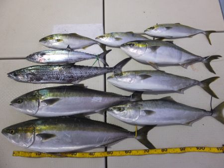 Hit Rush(ヒット ラッシュ) 釣果