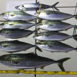 Hit Rush(ヒット ラッシュ） 釣果