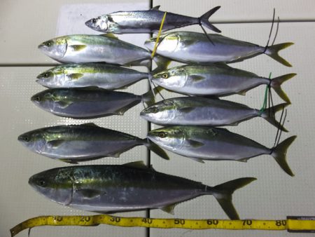 Hit Rush(ヒット ラッシュ） 釣果…