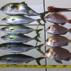 Hit Rush(ヒット ラッシュ） 釣果