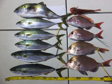 Hit Rush(ヒット ラッシュ） 釣果…